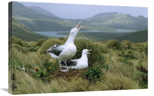 Global Gallery GCS-452441-2030-142 20 x 30 in. Southern Royal Albatros