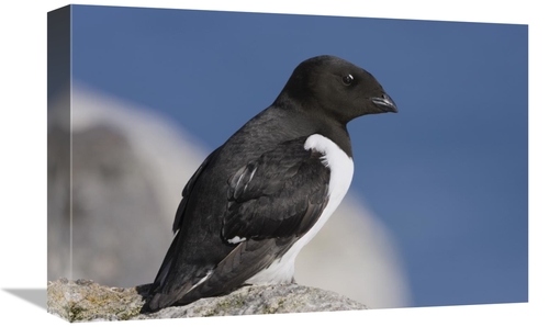 Global Gallery GCS-452704-1218-142 12 x 18 in. Little Auk, Spitsbe