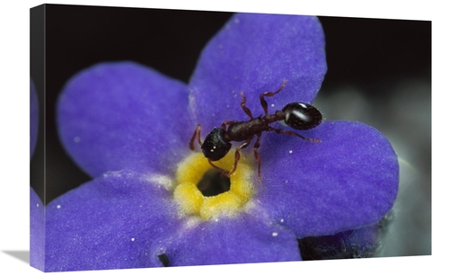 Global Gallery GCS-451006-1624-142 16 x 24 in. Ant with Pollen Enters 