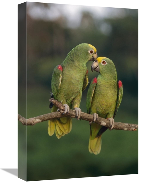 Global Gallery GCS-397639-1218-142 12 x 18 in. Yellow-Crowned Parrot P