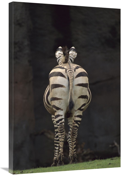 Global Gallery GCS-452966-2436-142 24 x 36 in. Hartmanns Mountain Zebr