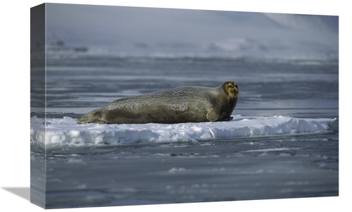 Global Gallery GCS-450972-1218-142 12 x 18 in. Bearded Seal Resting on