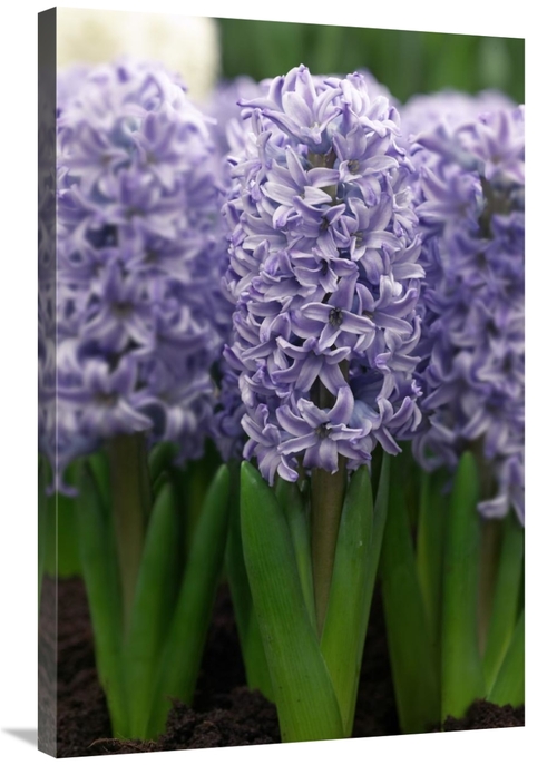 Global Gallery GCS-398362-2436-142 24 x 36 in. Hyacinth Skyline Variet