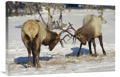 Global Gallery GCS-452303-2436-142 24 x 36 in. Elk Bulls Fighting in t