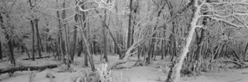 Panoramic Images PPI99442L Snow covered trees in a forest  Alberta  Ca