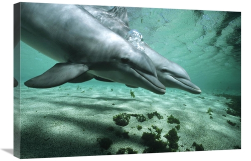 Global Gallery GCS-450629-2030-142 20 x 30 in. Bottlenose Dolphin Pair