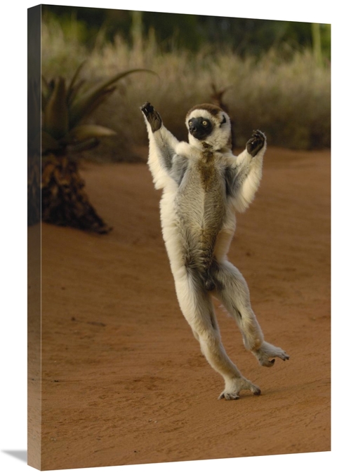 Global Gallery GCS-453041-2030-142 20 x 30 in. Verreauxs Sifaka Hoppin
