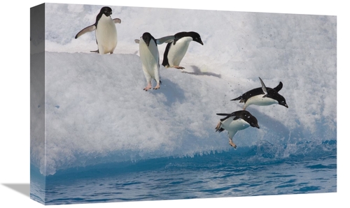 Global Gallery GCS-395873-1218-142 12 x 18 in. Adelie Penguin Group Ju
