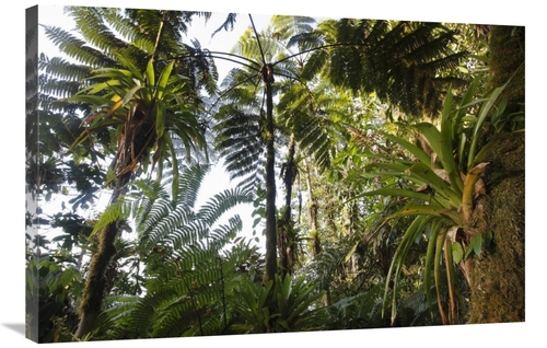 Global Gallery  24 x 36 in. Bromeliad & Tree Fern At 1500 Meters Altit