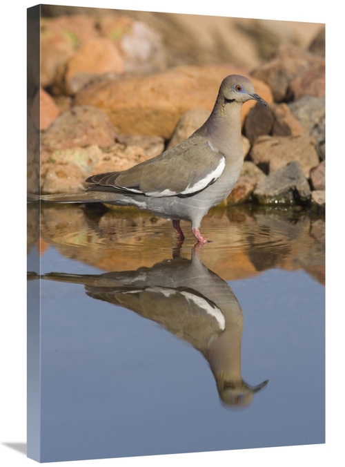 Global Gallery GCS-453336-2030-142 20 x 30 in. White-Winged Dove Wadin