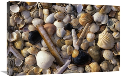 Global Gallery GCS-453593-2030-142 20 x 30 in. Selection of Bivalve Sh