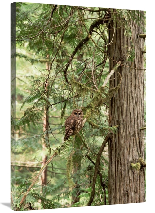 Global Gallery GCS-452740-2436-142 24 x 36 in. Northern Spotted Owl