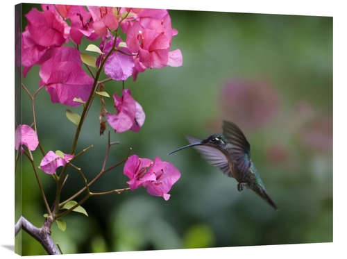 Global Gallery GCS-396557-3040-142 30 x 40 in. Magnificent Hummingbird