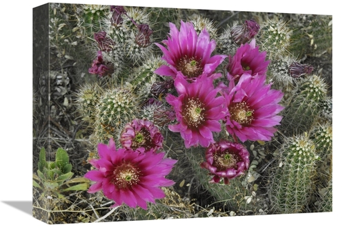 Global Gallery GCS-396021-1216-142 12 x 16 in. Hedgehog Cactus Floweri