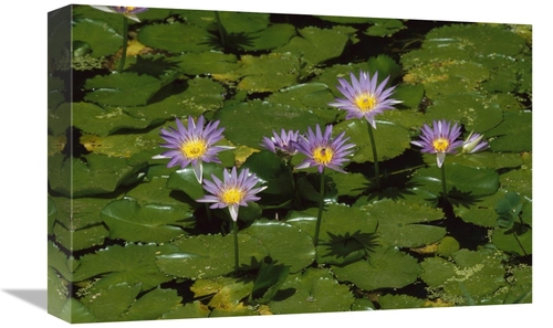 Global Gallery GCS-452643-1218-142 12 x 18 in. Cape Blue Water-Lily Gr