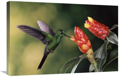 20 x 30 in. Green-Crowned Brilliant Hummingbird, Feeding & Pollina