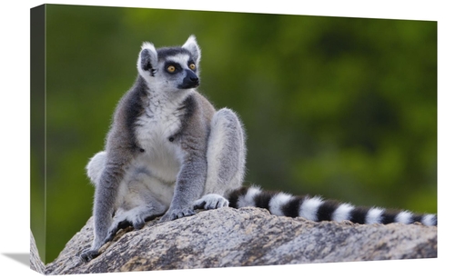 Global Gallery GCS-453257-1624-142 16 x 24 in. Ring-Tailed Lemur Portr