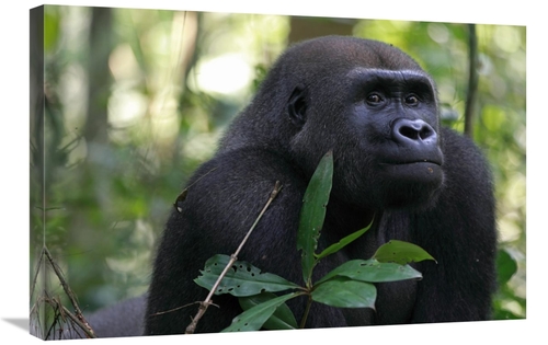 Global Gallery GCS-398071-2030-142 20 x 30 in. Silverback Gorilla,