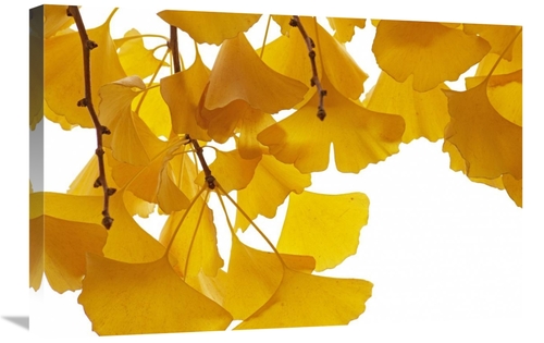 Global Gallery GCS-398167-2030-142 20 x 30 in. Ginkgo Leaves in Autumn