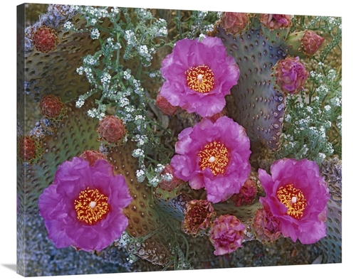 Global Gallery GCS-396059-36-142 36 in. Beavertail Cactus Flowering&#4