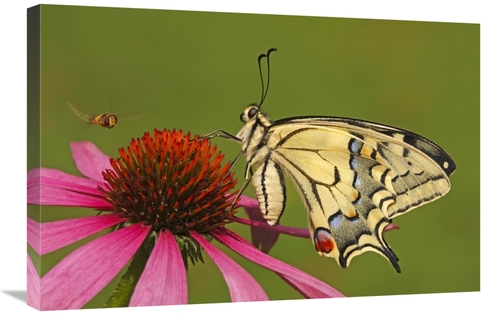 Global Gallery GCS-398011-2030-142 20 x 30 in. Oldworld Swallowtail on