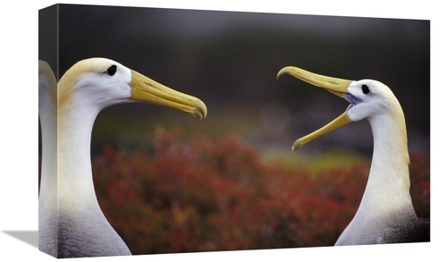 Global Gallery GCS-395588-1218-142 12 x 18 in. Waved Albatross Courtsh