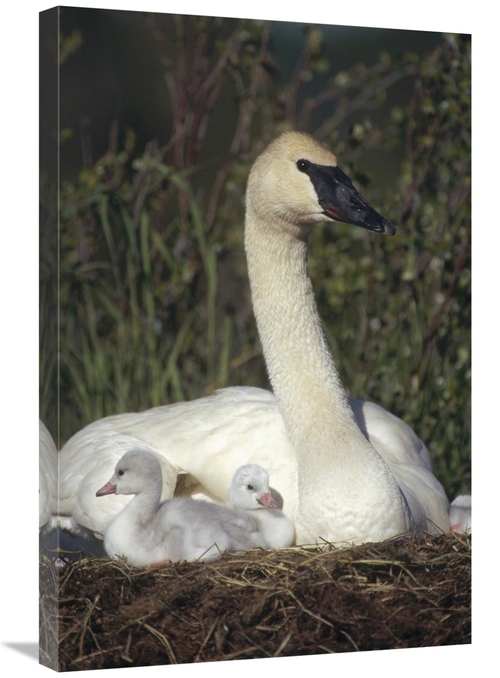 Global Gallery GCS-451887-2030-142 20 x 30 in. Trumpeter Swan Mother o