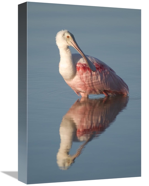 Global Gallery GCS-397326-1218-142 12 x 18 in. Roseate Spoonbill, 