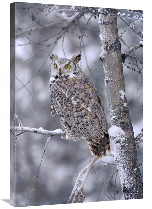 Global Gallery GCS-396907-2436-142 24 x 36 in. Great Horned Owl Perche