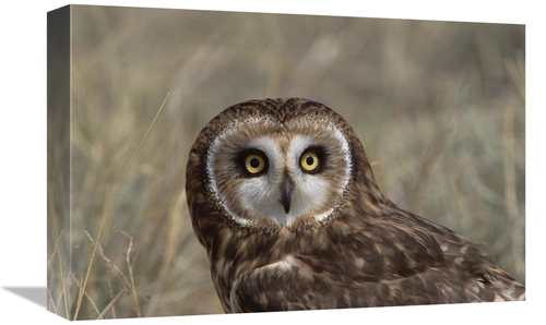Global Gallery GCS-452352-1218-142 12 x 18 in. Short-Eared Owl Portrai