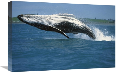 Global Gallery GCS-398197-1624-142 16 x 24 in. Humpback Whale Breachin
