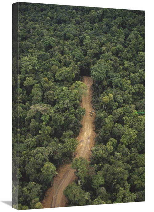 Global Gallery GCS-395788-2030-142 20 x 30 in. New Logging Road in Vir