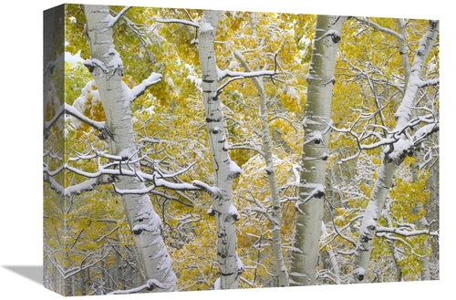Global Gallery GCS-396976-1216-142 12 x 16 in. Snow-Covered Aspen Fore
