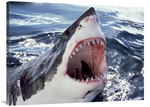 Global Gallery GCS-397975-3040-142 30 x 40 in. Great White Shark At Su