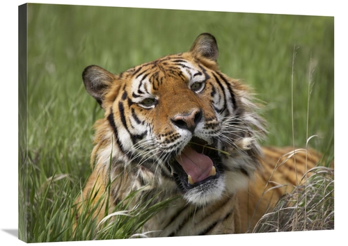 Global Gallery GCS-396414-2432-142 24 x 32 in. Siberian Tiger Yawning&