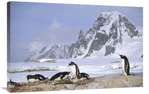 Global Gallery GCS-451280-2436-142 24 x 36 in. Gentoo Penguin Nesting 