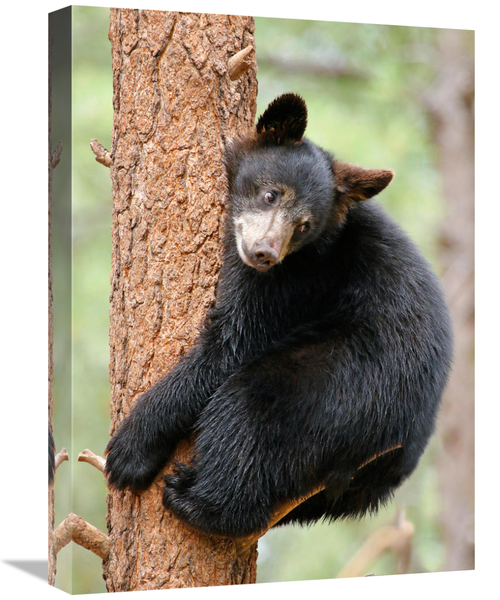 Global Gallery GCS-486428-22-142 22 in. Who Needs a Hug Art Print - Vi