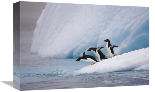 Global Gallery GCS-395832-1218-142 12 x 18 in. Adelie Penguin Trio Div