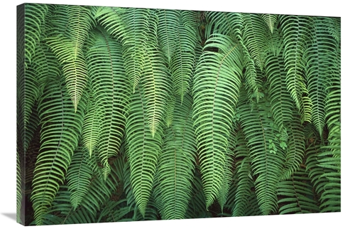 Global Gallery GCS-453423-2436-142 24 x 36 in. Ferns Hanging Over Trai