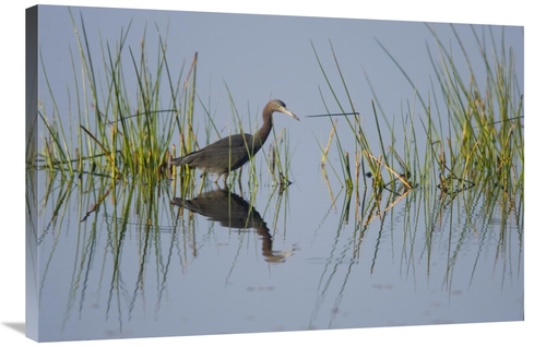 Global Gallery GCS-453331-2436-142 24 x 36 in. Little Blue Heron Wadin