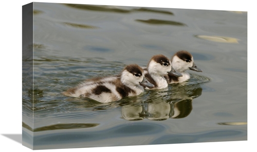Global Gallery GCS-398177-1218-142 12 x 18 in. Common Shelduck Three D