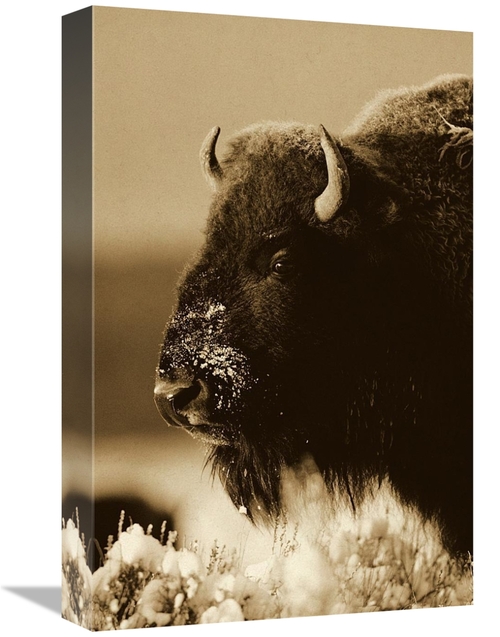 Global Gallery GCS-453683-1218-142 12 x 18 in. American Bison Portrait