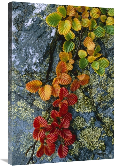 Global Gallery GCS-453519-2436-142 24 x 36 in. Beech Leaves in Fall Co