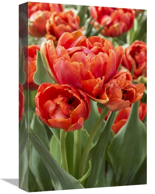 Global Gallery GCS-398367-1218-142 12 x 18 in. Tulip Grand Rapids Vari