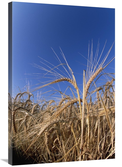 Global Gallery GCS-452530-2436-142 24 x 36 in. Barley Field Showing He
