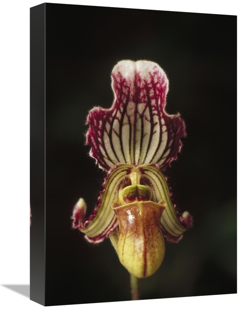 Global Gallery GCS-452849-1218-142 12 x 18 in. Fairy Paphiopedilum Flo