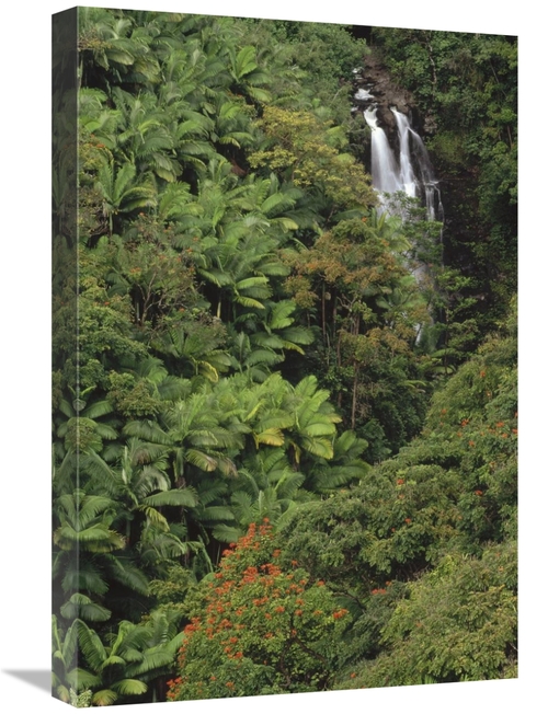 Global Gallery GCS-452844-1624-142 16 x 24 in. Native & Exotic Rainfor