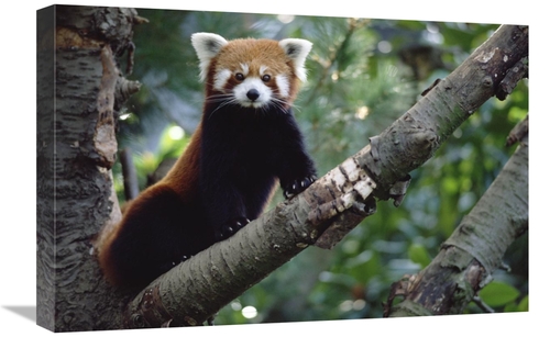 Global Gallery GCS-452877-1624-142 16 x 24 in. Lesser Panda Sitting on