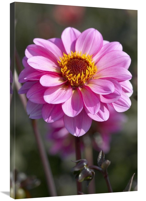 Global Gallery GCS-398378-2436-142 24 x 36 in. Dahlia Classic Rosamund