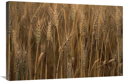 Global Gallery GCS-395760-2436-142 24 x 36 in. Commercial Hybrid Wheat